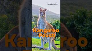 Kangaroo Pouch Adventures FunnyAnimals BabyAnimals KangarooJoy [upl. by Ayikal]