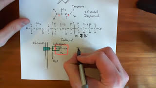 NLinked Glycosylation Part 2 [upl. by Thane]