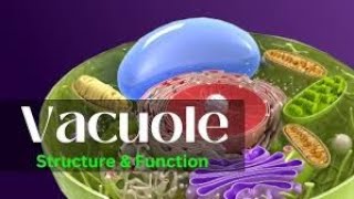 Vacuole Plant Central Vacuole Types Structure and Function Lecture2Part13Biological World🐛🍀 [upl. by Alemap]