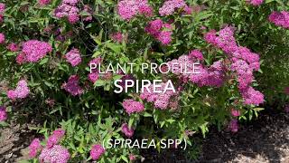 Spirea Plant Profile [upl. by Erleena996]