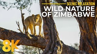 Wild Nature of Zimbabwe  Hwange National Park and its Inhabitants  African Wildlife in 8K [upl. by Trab150]