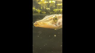 Pet Muskie Hand Feeding Live Fish shorts [upl. by Malvia]