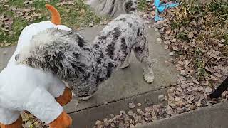 sheepadoodle Dash and his new stuffie [upl. by Ethe]