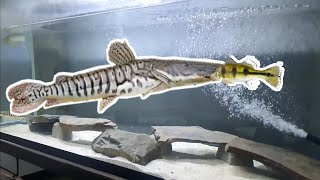 Tiger Shovelnose Catfish ATE Peacock Bass [upl. by Ettennod]