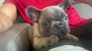 French bulldog puppy growing at self [upl. by Akerdnuhs91]