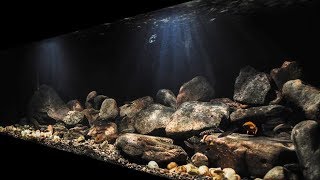 BADC2018  Lake Tanganyika Biotope Cape Chaitika Zambia 400 L [upl. by Icats]