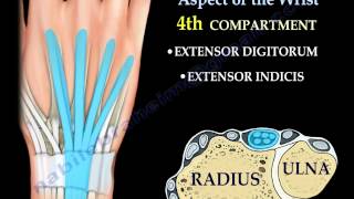 Anatomy Of The Dorsal Aspect Of The Wrist  Everything You Need To Know  Dr Nabil Ebraheim [upl. by Haronid]