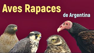 Aves Rapaces de Argentina [upl. by Absa]