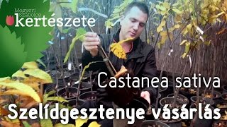 Castanea sativa  Szelídgesztenyefa csemete vásárlás  Szelídgesztenyefa rendelés [upl. by Jorge]