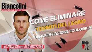 ❓​💯Come eliminare le termiti del legno con la disinfestazione ecologica❓​💯 [upl. by Russo]