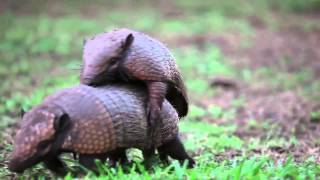 Armadillos mating  Projeto Onçafari [upl. by Toinette]