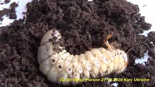 How to Feed amp Breed Larva of Rhyno Beetle Oryctes nasicornis Scarabaeidae Coleoptera [upl. by Liarret]