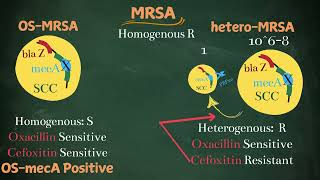 MRSA Phenotypes Simplified for post graduates [upl. by Jollenta]