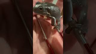 Dumpy frog jumped on tweezers [upl. by Nylarahs]