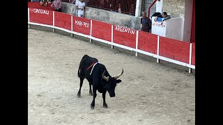 Course camarguaise  50e anniversaire de la manade Gillet [upl. by Ardnasirhc]