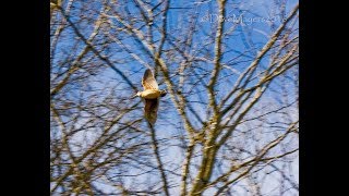 Missouri Woodcock Hunting Season Compilation [upl. by Milewski]