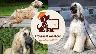 Afghaanse windhond [upl. by Andrea903]