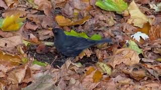 BLACKBIRDS Autumnal Search For FOOD [upl. by Ramej]