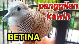 Perkutut betina memanggil jantan  Super Ampuh [upl. by Arta]