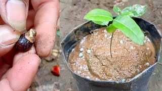 The Best Way to Plant Longan Trees For Beginners [upl. by Shirleen]