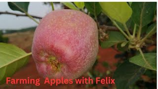 Apple farming with Felix in Marondera Zimbabwe [upl. by Elburt]