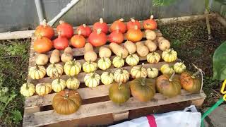 Curing pumpkins amp squashes to store over winter [upl. by Stearne637]