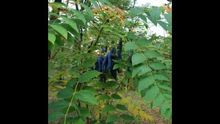 Des nouveautés à la forêt comestible Jai craqué [upl. by Berman]