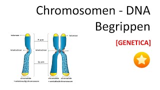 Chromosomen DNA  terminologie uit genetica  GENETICA [upl. by Sinylg]