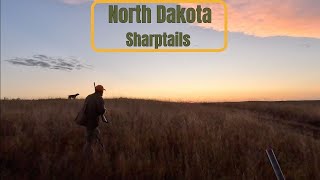 North Dakota 24 Sharptails GREAT DOG WORK [upl. by Nnylorac286]