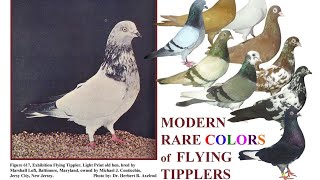 ENGLISH FLYING TIPPLERS BY BIO PIGEON BIO RESEARCH [upl. by Jeth]