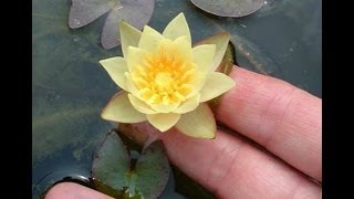 How to Pot Mini Waterlily [upl. by Ranice]