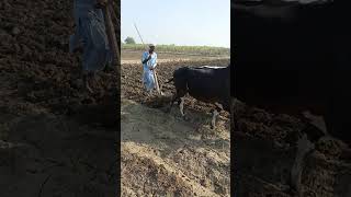 Ploughing in sugsrcane field [upl. by Orran]