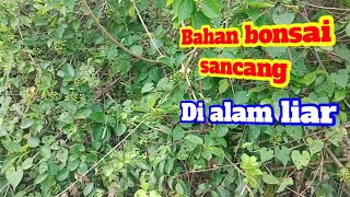 Bahan bonsai sancang di alam liar [upl. by Aillicec133]