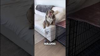 Laziest dog breeds 😴animals pets cute dog [upl. by Buddie]