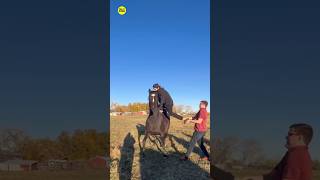 When the horse takes charge 🐎😂 funnyshorts [upl. by Nitsirt]