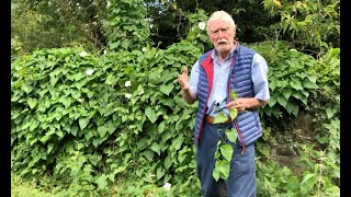 Hedge Bindweed with John Feehan in August Wildflowers of Offaly series [upl. by Barcot769]