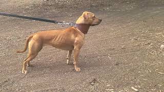 Saxon The American Pitbull Terrrier by Tom Garner confirmation Apbt Redboy Cottingham bloodline [upl. by Sobmalarah]