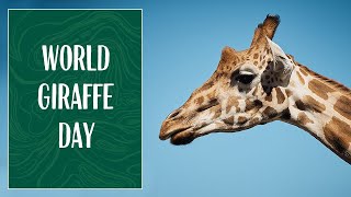 Meet Mutangi  Happy World Giraffe Day from Taronga [upl. by Botnick735]