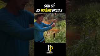 Saiu so as trairas [upl. by Aramac]