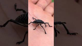 Weevil 🇧🇷 Brazil [upl. by Babbie414]