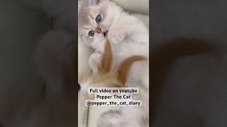 2 month old kitten cat playing with feather bell stick toy short ver [upl. by Anirtal321]