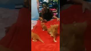 Meong betina Minta Digendong Pas Hujan [upl. by Lyrak405]