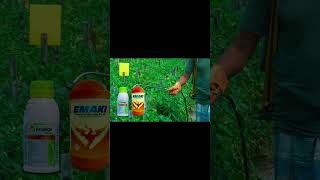 sabji me insects control k liye spray combination [upl. by Ahsrat]