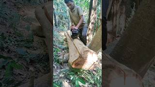 Chainsaw beautiful block size cutting skills stihl chainsaw woodworking shortvideo [upl. by Engvall546]