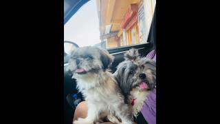 DonutampDomi Excited to go out shihtzugram shihtzu viralvideo babies sunday lover minivlog [upl. by Htilil]