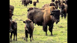 Raising Bison in Manitoba [upl. by Potash893]