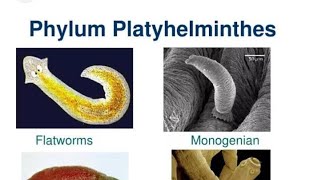 Phylum Platyhelminthes by Lecturer Rizwana Naseem biology [upl. by Ahsar46]