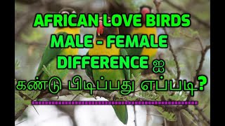 african love birds male female differencehow to find male female difference in african love birds [upl. by Rosco934]