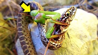 EL PODER DE LA MANTIS RELIGIOSA contra Ratón Serpiente Avispon  LA LEY DEL MÁS FUERTE [upl. by Ydnyl]