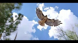 RedTailed Hawk or Ferruginous Hawk [upl. by Abibah]